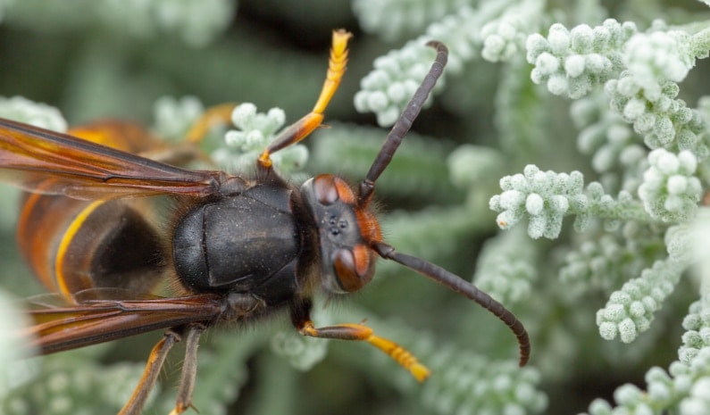 Aziatische hoornaar op een plant. De kop is roodbruin met achter de ogen zwart, een zwart middenstuk en een overwegend donker achterlijf met een geel achtereind, dat ongeveer een derde van het achterlijf is. De poten zijn overwegend geel.