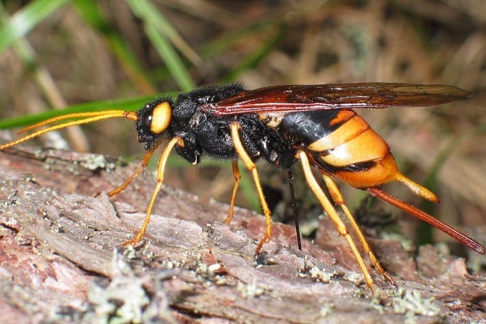 Grote wesp met lange gele antennes, gele poten, een zwart borststuk en zwarte kop, maar wel met geel achter de ogen, en een achterlijf met veel zwart en een groot geel achterstuk. Er zit een lang dun geel uitsteeksel aan het achterlijf en daaronder zie je een nog langer bruin uitsteeksel, wat de legboor is. De wesp zit op een stuk hout en heeft doorzichtige vleugels met een bruine gloed.