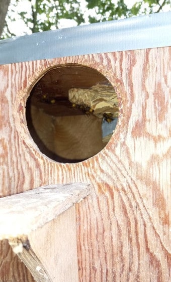 Bovenste deel van de nestkast, met daarboven op de achtergrond nog wat groen van een boom. Door de ronde opening zie je het hoornaarsnest zitten, met daar een hoornaar op. De bovenkant van de nestkast is dichtgetapet met ducttape en onder de opening zie je nog een loopplankje voor de vogels.